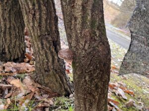 初雪キャンプ(ほんとは開拓予定だった・・・) 6 2567B696 CAF3 4E2D 8A3F C8BAA17376F9 L0 001