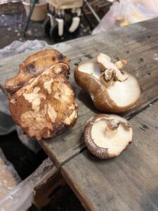 初雪キャンプ(ほんとは開拓予定だった・・・) 8 C2E114D9 0832 4ED4 BB47 6987045CF43D L0 001