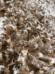 初雪キャンプ(ほんとは開拓予定だった・・・) 5 E67FCB33 8717 4BFA ACF8 22792F63123F L0 001