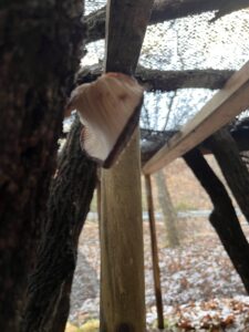 初雪キャンプ(ほんとは開拓予定だった・・・) 7 ED780864 D959 42FD BBA0 4DA814C24E2B L0 001