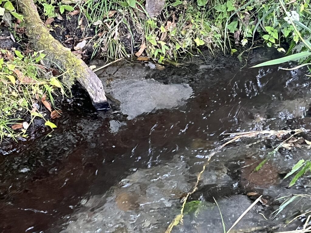 沢の水量が少なめ・・・? 2 S 16293940