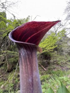 マムシソウです