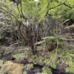 6EB787F5 0002 40AF 96D3 9F11B8104078 L0 001