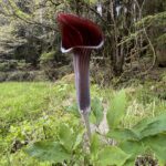 7F4B9D72 4D85 4E1F B1BB 4785C96A3B5D L0 001