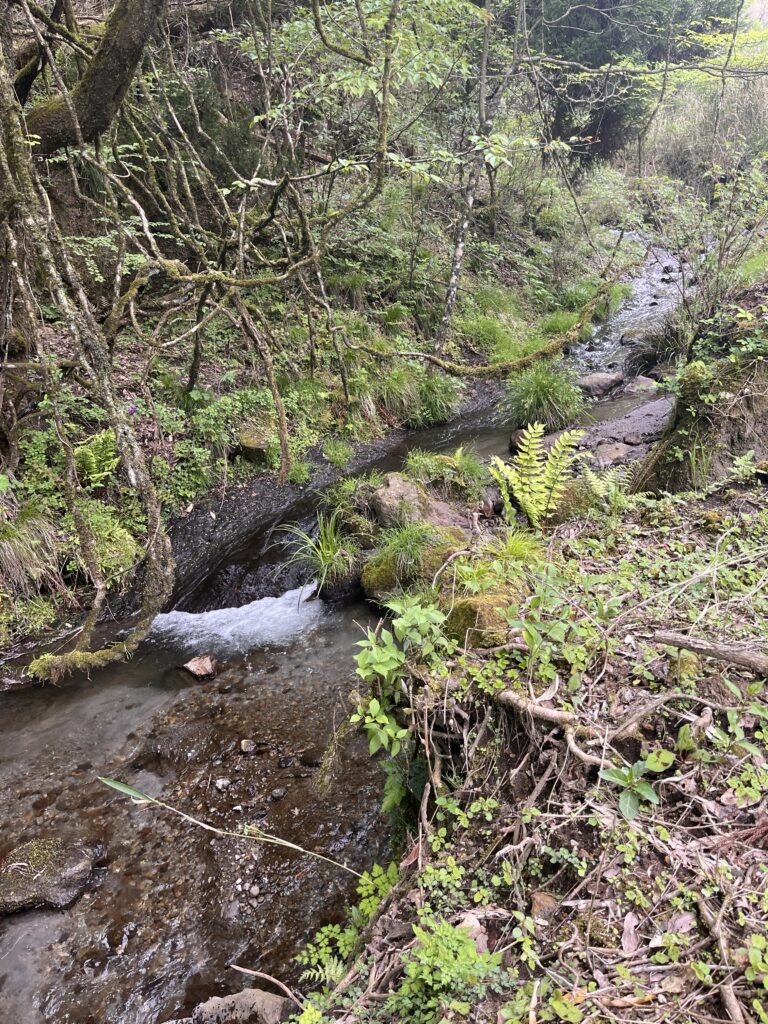 沢には小さな魚の姿も見えることがあります。自然の気配を近くに感じられる場所です。